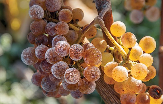 Les Pacherenc d’Or, 1ère participation et 1er prix pour les vins de la famille Kadenbach de Viella