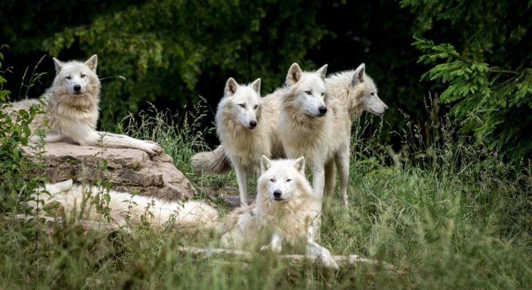 LA COMMISSION EUROPÉENNE VEUT OFFICIELLEMENT FACILITER L’ABATTAGE DES LOUPS EN EUROPE