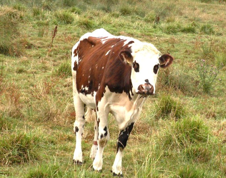 Oreillette, vache égérie de la 60e édition du Salon international de l’agriculture du 24 février au 3 mars 2024