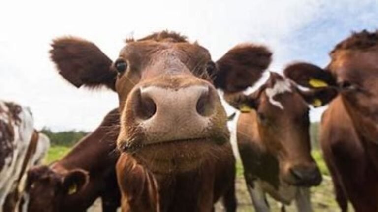 Foire au matériel agricole d’occasion à Barcelonne du Gers les 9, 10 , et 11 février