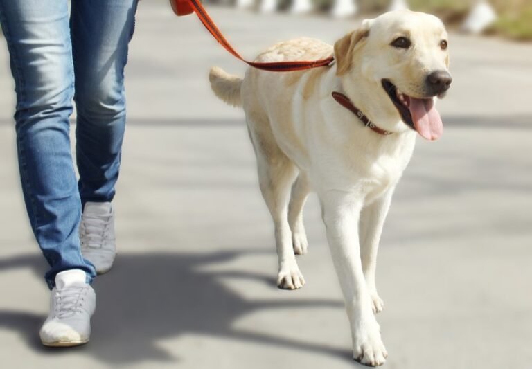 LECTOURE : Déjections canines : une contravention mise en place