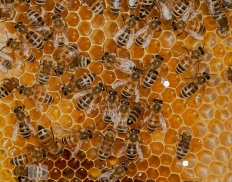 Les API DAYS à Auch : manifestation portée par l’Union Nationale de l’Apiculture Française(UNAF) et relayée à Auch pour la première fois par l’association Hygie Sport