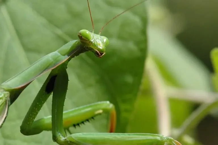 France Télévisions depuis le 27 juillet : « Les Athlètes de la nature »