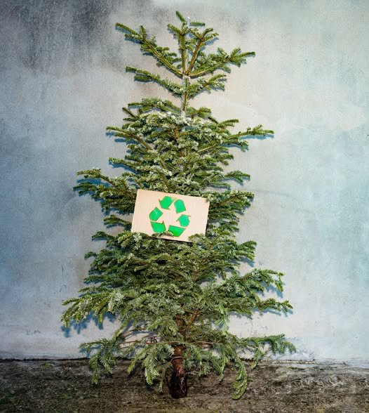 Que faire de son sapin après les fêtes ?