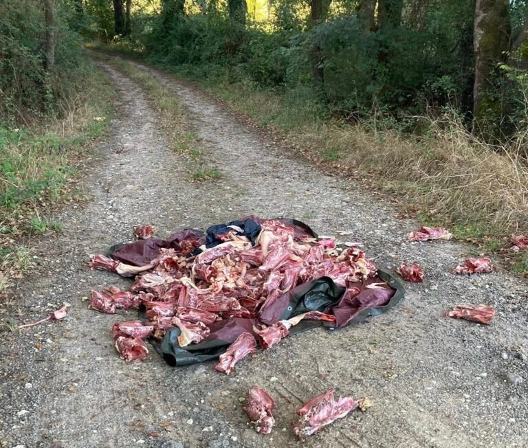 Lectoure confrontée à un nouvel acte d’incivilité : plus de cent carcasses de canards abandonnées en bord de route