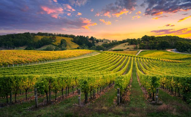 Vignobles en Scène : le programme