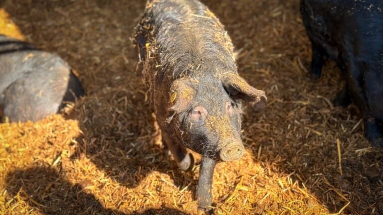 Castéra-Verduzan : Jean‑René Cazeneuve salue l’excellence agricole de la Ferme de Bidache