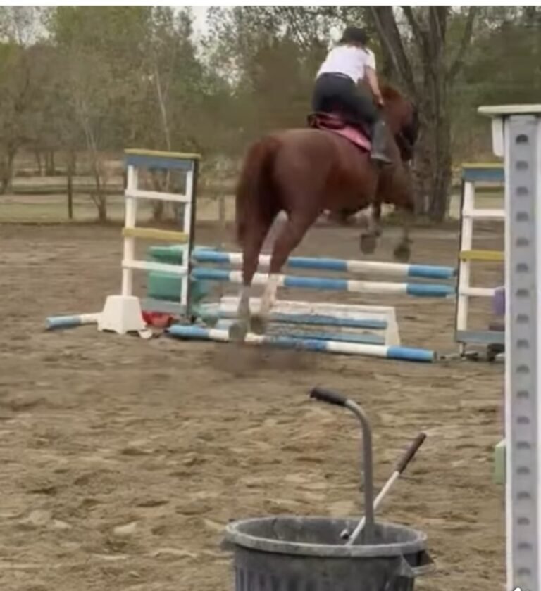 Les samedis, l’équitation bat son plein à l’Écurie de la Bascoulette